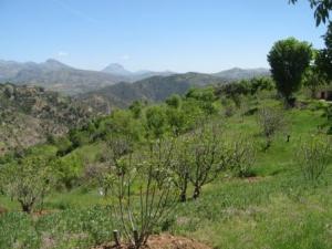 الجبال الخضراء لبلدية  المروج