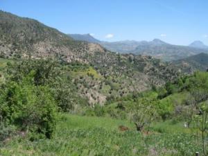 حلول الربيع على جبال بلدية  المروج