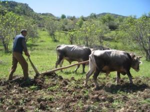 الفلاحة التقليدية بضواحي بلدية  المروج