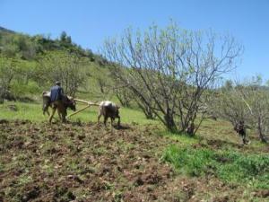 حرث الأراضي بضواحي بلدية  المروج