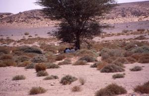 نباتات صحراوية بضواحي  تندوف  (1)