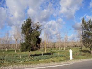 منظر من ضواحي بحيرة  طونغة