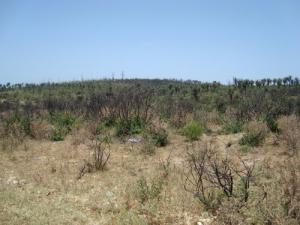 إعادة تشجير الحضيرة الوطنية للقالة بعد الحريق الذي أصابها