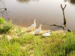 طائر الوز على ضفة بحيرة  طونغة