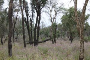 أشجار من غابات القالة