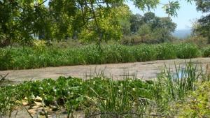 منظر طبيعي بضواحي بحيرة  طونغة