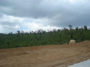 مرحلة إعادة تشجير الحضيرة الوطنية لبلدية  القالة