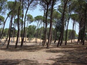 غابات بلدية  أم طبول