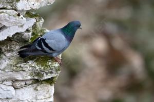 Le pigeon biset apprivoisé par les Constantinois