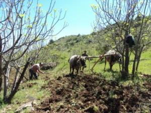 حقول  المروج  في فصل الربيع 1