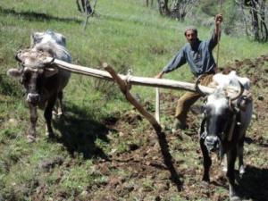 الفلاحة ببلدية  المروج  4