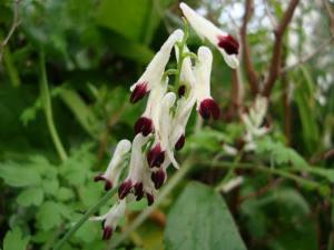 الأزهار الربيعية لبلدية  بوحجر