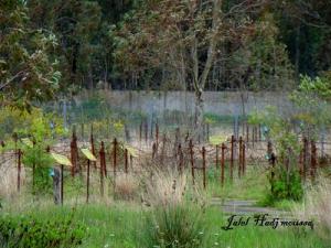 بقايا خط  موريس  (ولاية الطارف)