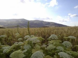 حقول القمح بضواحي 