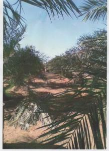 منظر جميل من إحدى واحات ولاية 