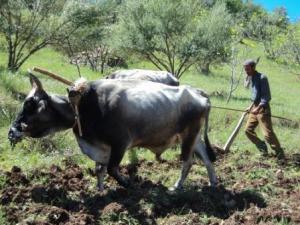 حرث الأراضي بمنطقة 