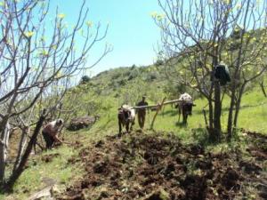 حرث الأراضي ببلدية 