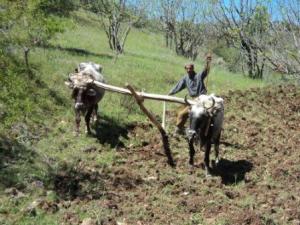 الفلاحة ببلدية 