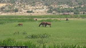 حقول  مسيدة