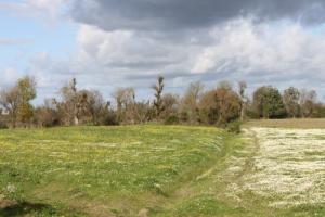 حقول مزهرة بضواحي  الطارف