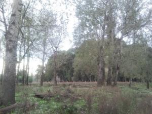 غابات ولاية  الطارف