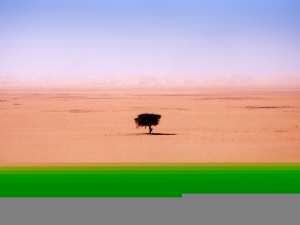 منظر صحراوي جميل