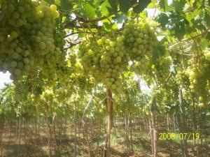 حقول العنب بضواحي  بومرداس