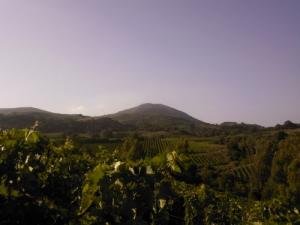 منظر خلاب من ضواحي مدينة  سيد داودي