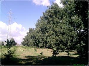 أشجار اللوز بضواحي مدينة  بومرداس