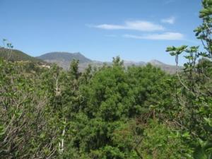 غابات  المروج  في فصل الربيع 1