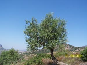 حقول الزيتون ببلدية  تاريهانت