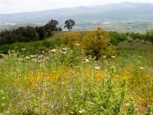 أزهار الربيع بضواحي  بومرداس