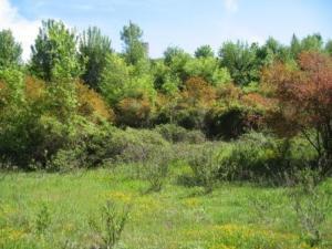 أشجار الربيع بضواحي  المروج