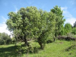 الربيع على  المروج