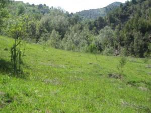 حقول الربيع في  المروج