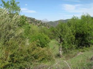 أشجار مخضرة في  المروج  1