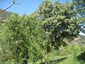 أشجار مخضرة ببلدية  المروج