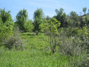 بلدية  المروج  في فصل الربيع 1