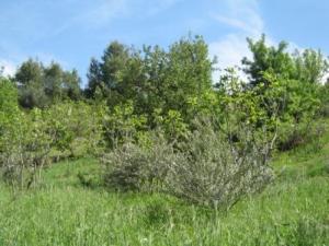 بلدية  المروج  في فصل الربيع 2