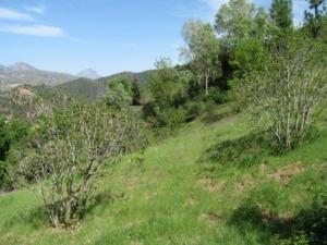 بلدية  المروج  في فصل الربيع 8