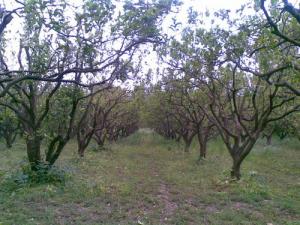 حقول أشجار البرتقال بضواحي مدينة  بومرداس