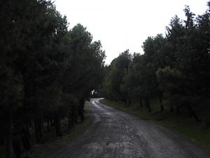 غابات  مزايتة  بضواحي  برج بوعريريج