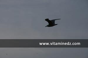 Mouette à Beni Saf, plage du puits