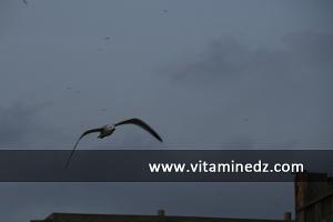 طائر  النورس  بشاطئ  البئر  (بلدية بني صاف)