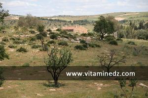 Commune de Ain El Berd (ex Oued-Imbert) ; paysages que traverse l\'autoroute Est Ouest