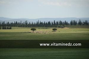 Paysages de la Commune de Bensekrane (anciennement Pont de l\'Isser pendant la colonisation française)