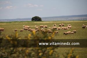 Commune de Bensekrane zone pastorale par excellence