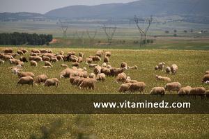 Paysages de la Commune de Bensekrane, les bergers y trouvent leurs comptes