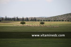 منظر من ضواحي  بن سكران