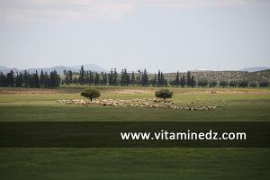 تربية الكباش بضواحي  بن سكران